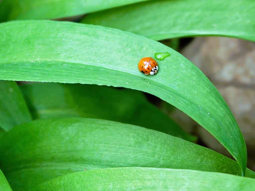 Wildkräuter liefern im Frühling erste Vitamine. weiß die mediterrane Kochgesellschaft.